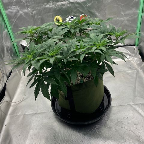 Purple Queen growlog timeline photo