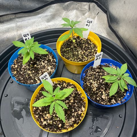 Purple Queen growlog timeline photo