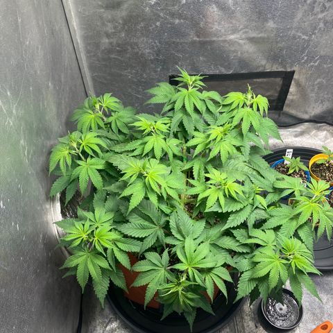 Lebron Haze growlog timeline photo