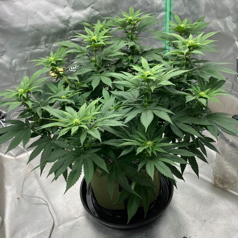 Purple Queen growlog timeline photo