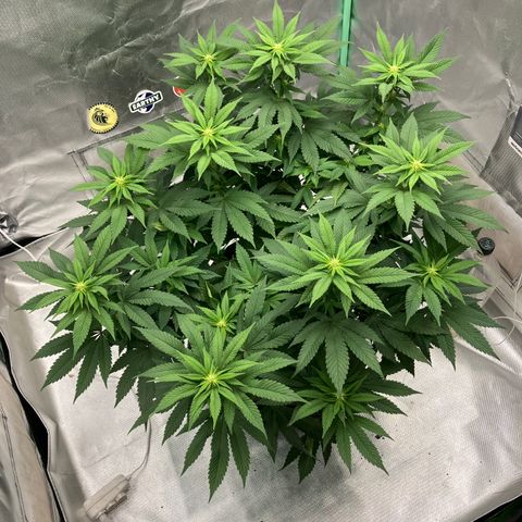 Purple Queen growlog timeline photo