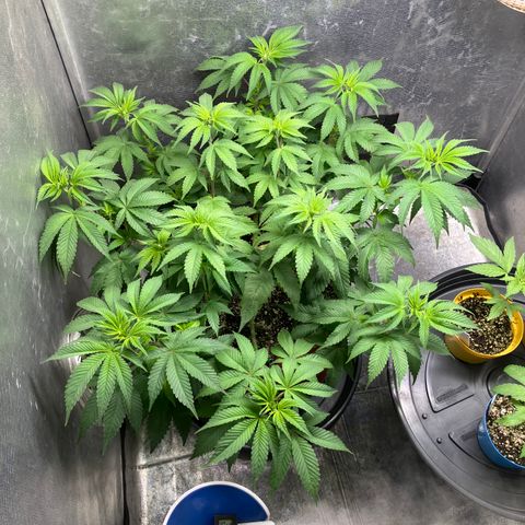 Lebron Haze growlog timeline photo