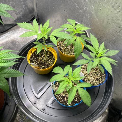 Purple Queen growlog timeline photo