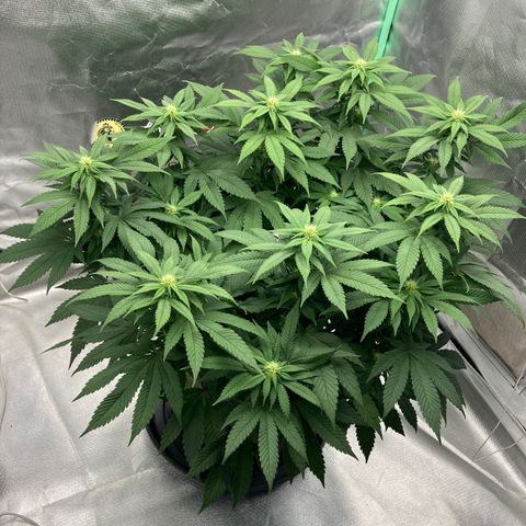 Purple Queen growlog timeline photo