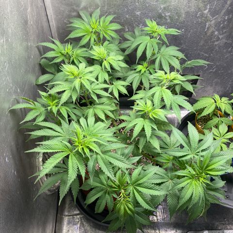 Lebron Haze growlog timeline photo