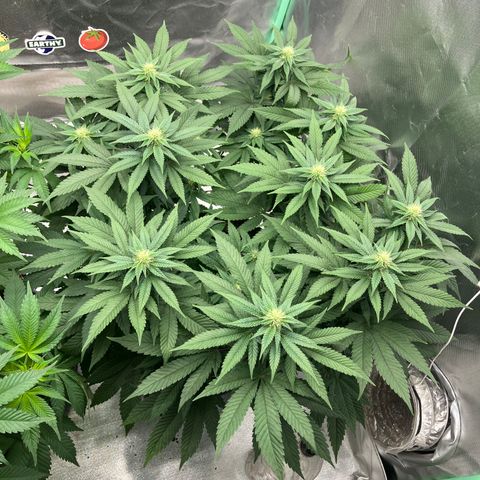 Purple Queen growlog timeline photo