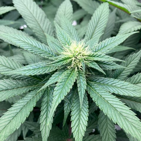 Purple Queen growlog timeline photo