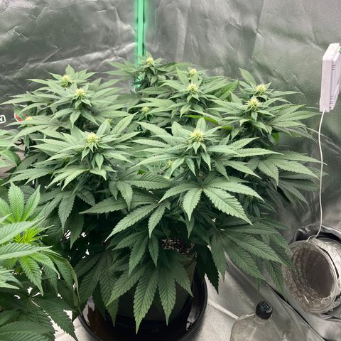 Purple Queen growlog timeline photo