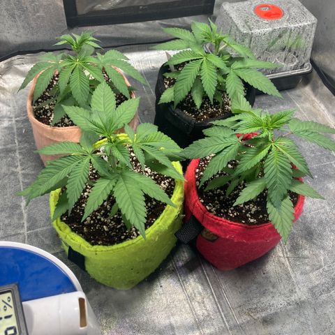 Purple Queen growlog timeline photo