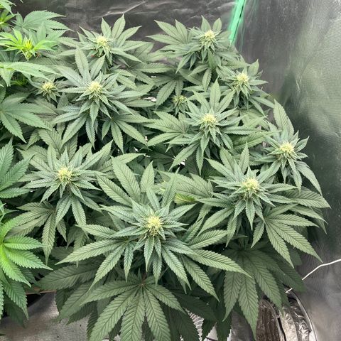 Purple Queen growlog timeline photo
