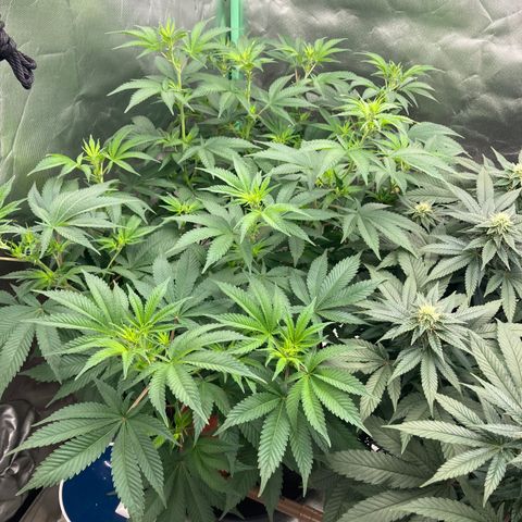 Lebron Haze growlog timeline photo