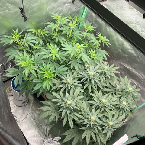 Purple Queen growlog timeline photo