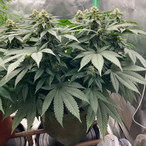 Purple Queen growlog timeline photo