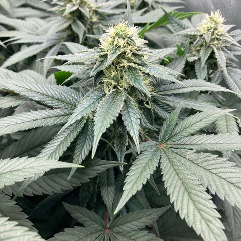 Purple Queen growlog timeline photo