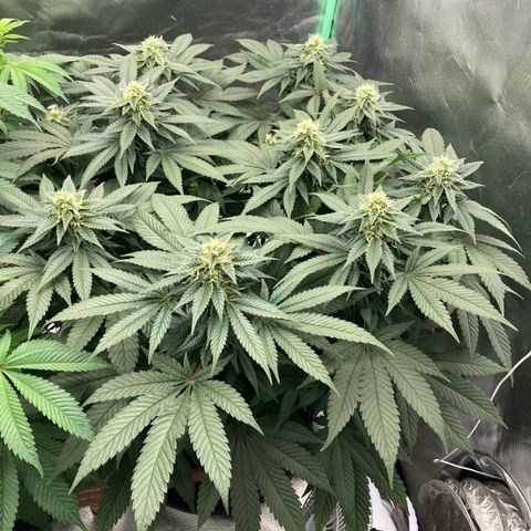 Purple Queen growlog timeline photo