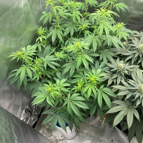 Lebron Haze growlog timeline photo