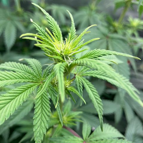 Lebron Haze growlog timeline photo