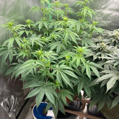 Lebron Haze growlog timeline photo