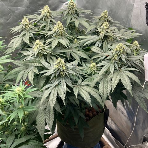 Purple Queen growlog timeline photo
