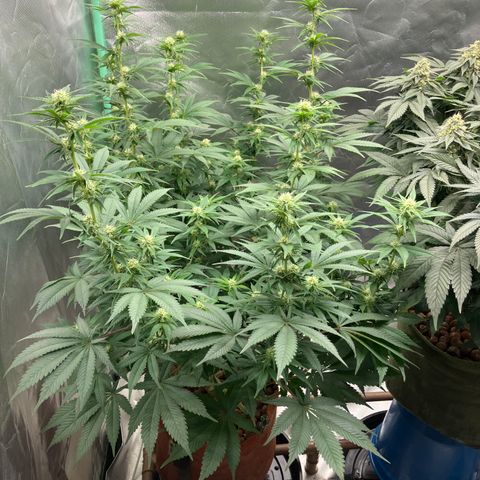 Lebron Haze growlog timeline photo