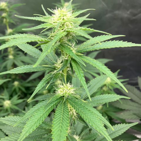 Lebron Haze growlog timeline photo