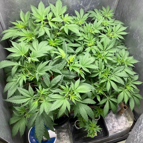 Purple Queen growlog timeline photo