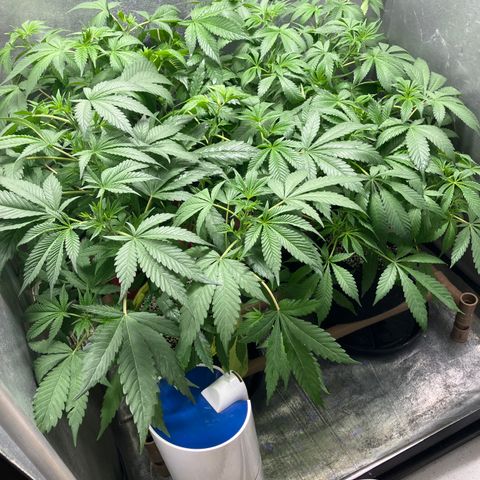 Purple Queen growlog timeline photo