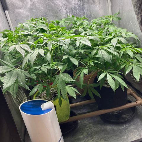 Purple Queen growlog timeline photo