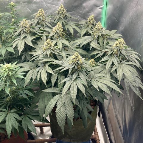 Purple Queen growlog timeline photo