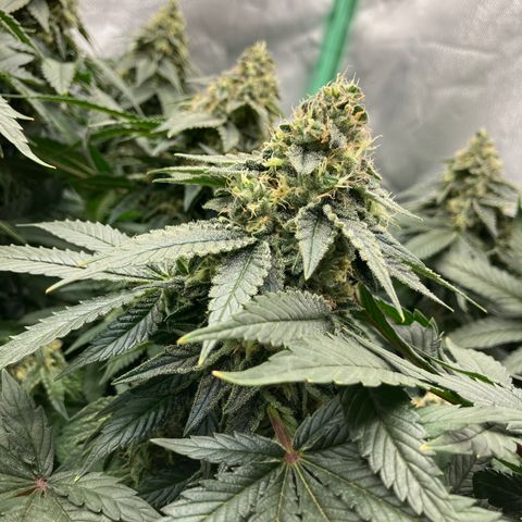 Purple Queen growlog timeline photo