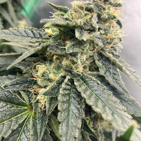 Purple Queen growlog timeline photo