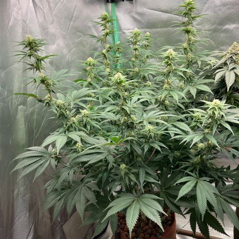 Lebron Haze growlog timeline photo
