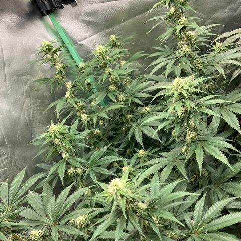 Lebron Haze growlog timeline photo