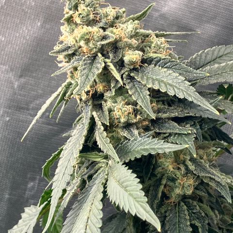 Purple Queen growlog timeline photo