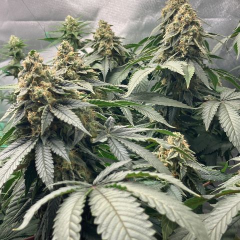 Purple Queen growlog timeline photo