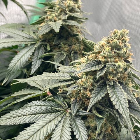 Purple Queen growlog timeline photo