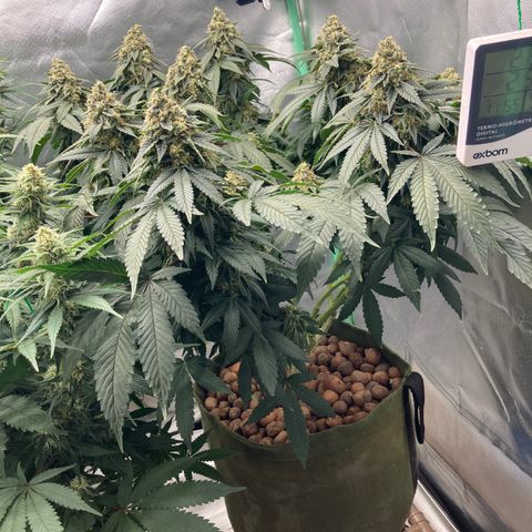 Purple Queen growlog timeline photo