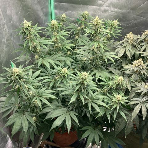 Lebron Haze growlog timeline photo