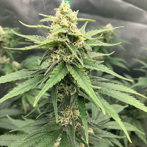Lebron Haze growlog timeline photo