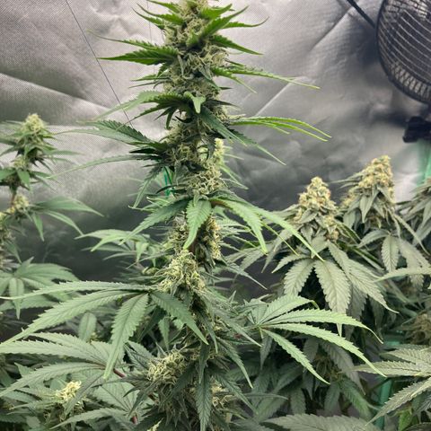 Lebron Haze growlog timeline photo