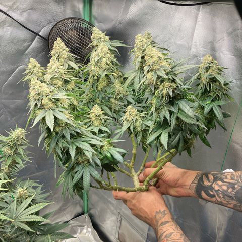 Purple Queen growlog timeline photo