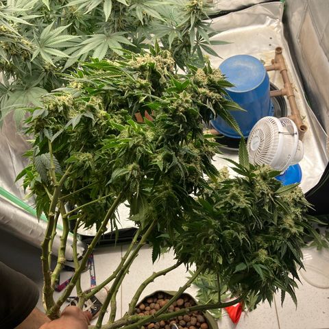 Purple Queen growlog timeline photo