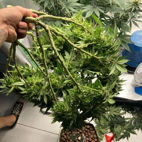 Purple Queen growlog timeline photo