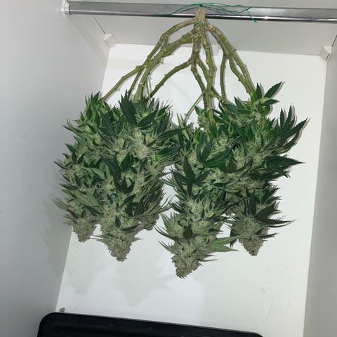 Purple Queen growlog timeline photo