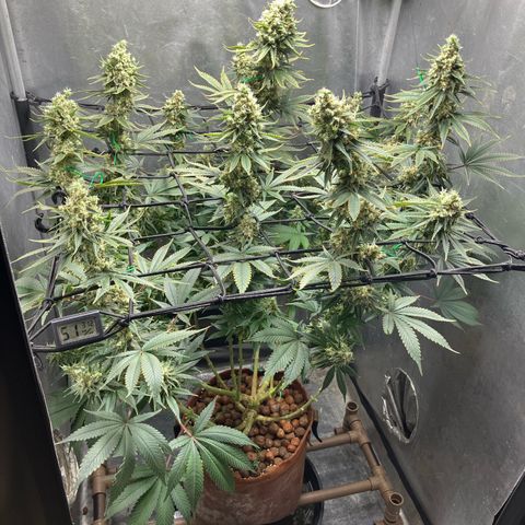Purple Queen growlog timeline photo