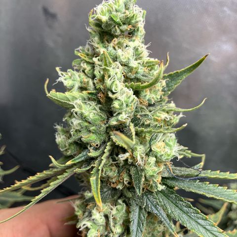 Purple Queen growlog timeline photo