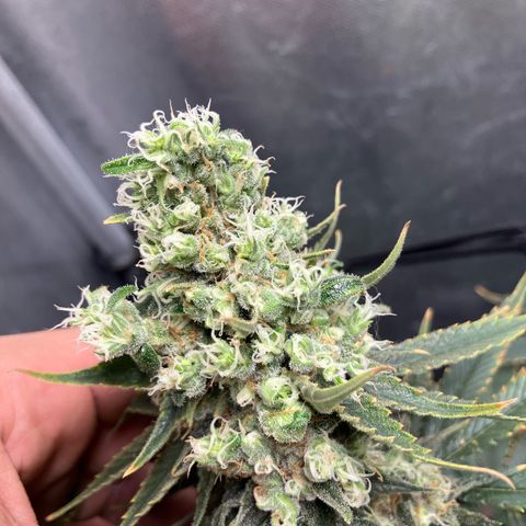 Purple Queen growlog timeline photo