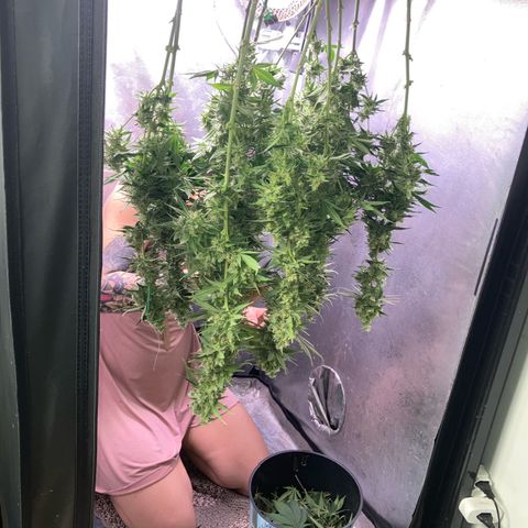 Lebron Haze growlog timeline photo