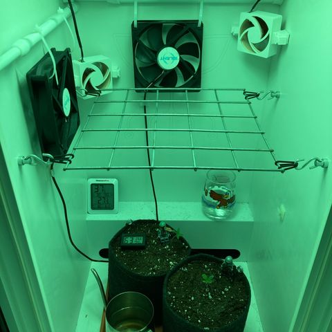 Minigrow One LSD25/CherryCola auto „Mando-Boba-Guard“ growlog timeline photo