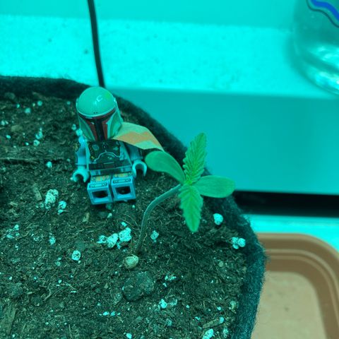 Minigrow One LSD25/CherryCola auto „Mando-Boba-Guard“ growlog timeline photo
